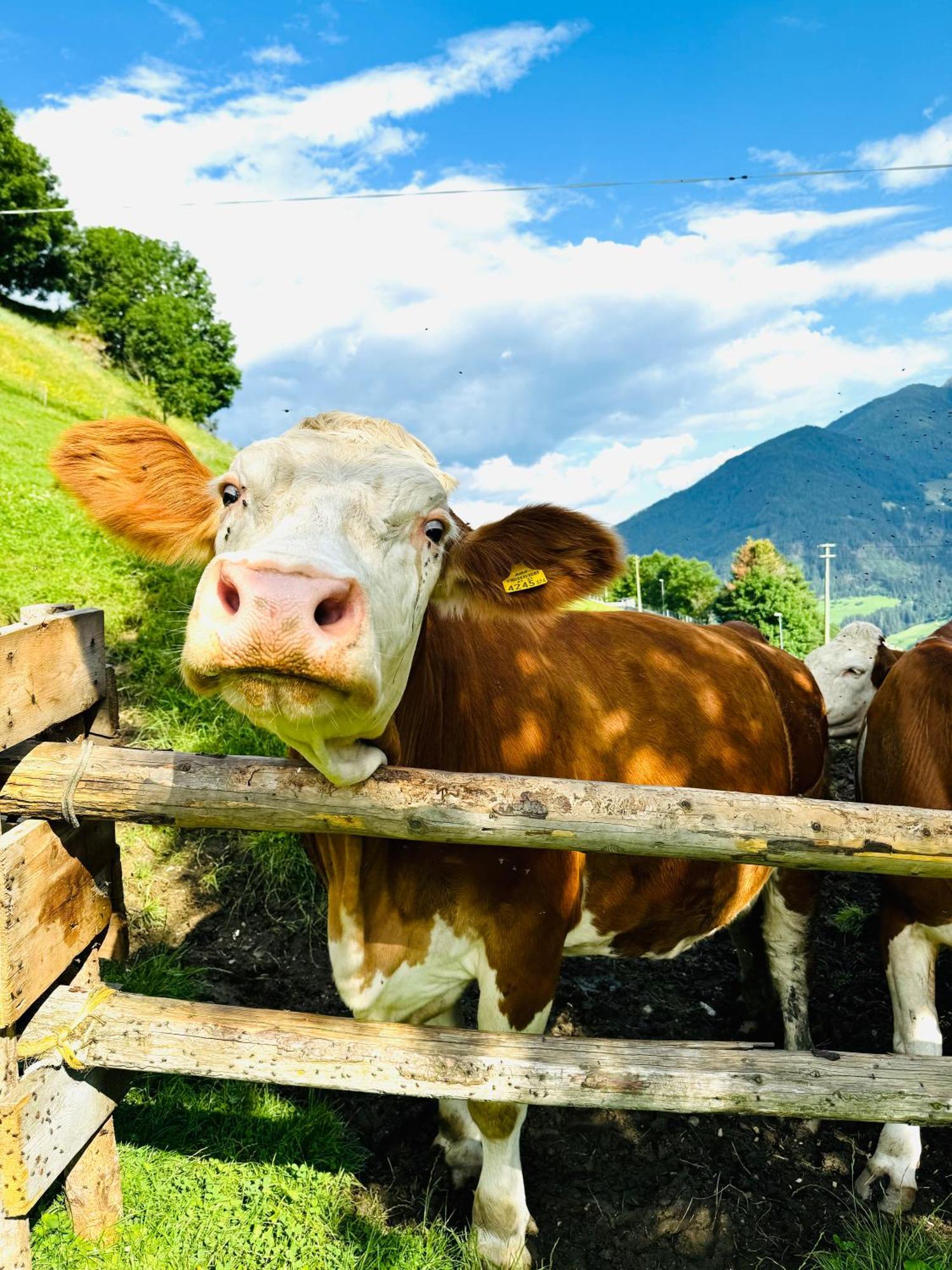 Stampferhof - Urlaub Auf Dem Bauernhof - Racines